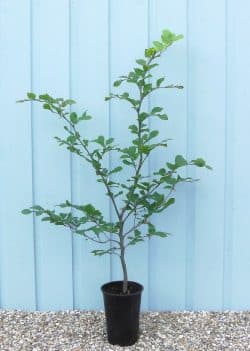 Beech Green Potted Hedging 40-60cm 192-0in