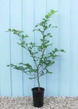 Beech Green Potted Hedging 40-60cm 192-0in