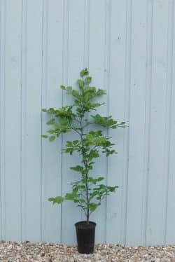 Beech Green Potted Hedging 60-90cm 24-36in