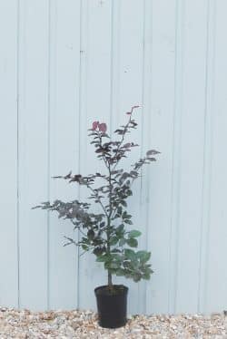 Beech Purple Potted Hedging 40-60cm 192-0in