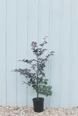 Beech Purple Potted Hedging 40-60cm 192-0in