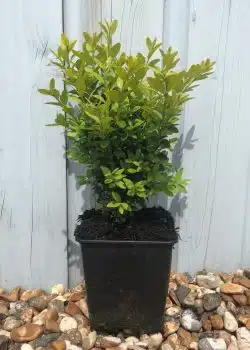 Box Common Potted Hedging 20-30cm 96-0in
