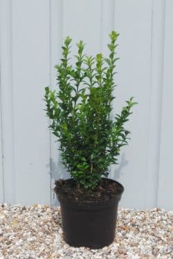 Box Common Potted Hedging 20-30cm 96-0in