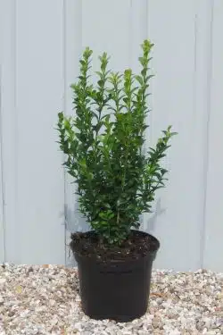 Box Common Potted Hedging 20-30cm 96-0in