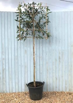 Caucasica Laurel Fresh Pleached Potted Pleached Trees Wide 1440-0in