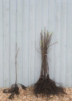 Cherry Bird Bare Root Hedging 60-90cm 24-36in