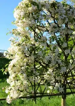 Crabapple Red Sentinel Fresh Pleached Potted Pleached Trees Wide 1440-0in