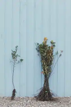 Crabapple Wild Bare Root Hedging 60-90cm 24-36in