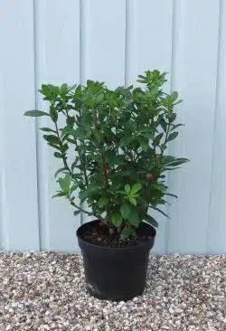 Deciduous Azalea Koningin Emma Potted Azaleas 30-50cm 144-0in