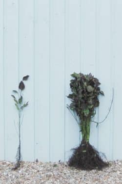 Dogwood Common Bare Root Hedging 40-60cm 18-24in