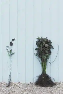 Dogwood Common Bare Root Hedging 40-60cm 18-24in