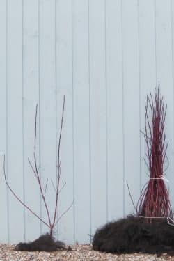 Dogwood Red Stemmed Bare Root Hedging 60-90cm 24-36in