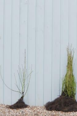 Dogwood Yellow Stem Bare Root Hedging 60-90cm 24-36in