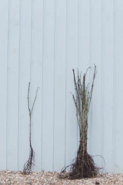 Elder Bare Root Hedging 60-90cm 24-36in