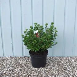 Evergreen Azalea Addy Werry Agm Potted Azaleas 30-40cm 144-0in