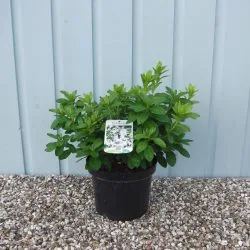 Evergreen Azalea Adonis Potted Azaleas 30-40cm 144-0in