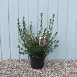 Evergreen Azalea Amoena Potted Azaleas 30-40cm 144-0in