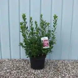 Evergreen Azalea Blaauws Pink Agm Potted Azaleas 30-40cm 144-0in