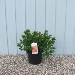 Evergreen Azalea Mothers Day Potted Azaleas 30-40cm 144-0in