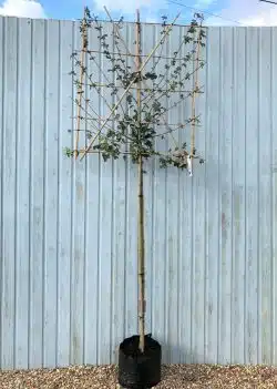 Field Maple Fresh Pleached Potted Pleached Trees Wide 1440-0in