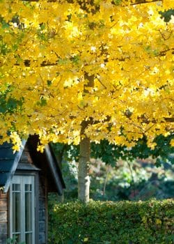Field Maple Fresh Pleached Potted Pleached Trees Wide 1800-0in