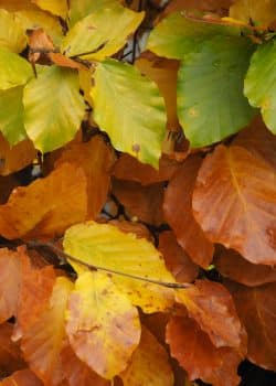 Green Beech Fresh Pleached Potted Pleached Trees Wide 1440-0in