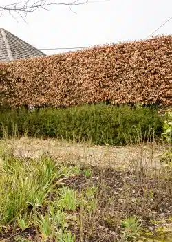 Green Beech Fresh Pleached Potted Pleached Trees Wide 1800-0in