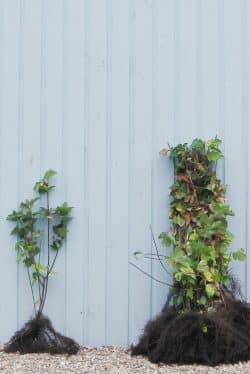 Guelder Rose Bare Root Hedging 60-90cm 24-36in