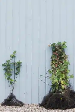 Guelder Rose Bare Root Hedging 60-90cm 24-36in