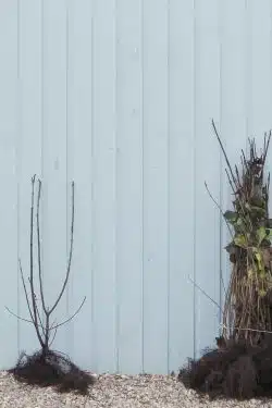 Guelder Rose Bare Root Hedging 90-120cm 36-48in