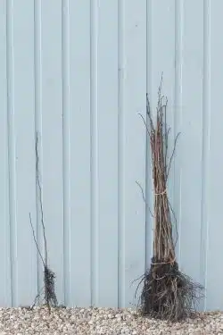 Hazel Bare Root Hedging 40-60cm 18-24in