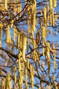 Hazel Potted Hedging 120-150cm 48-60in