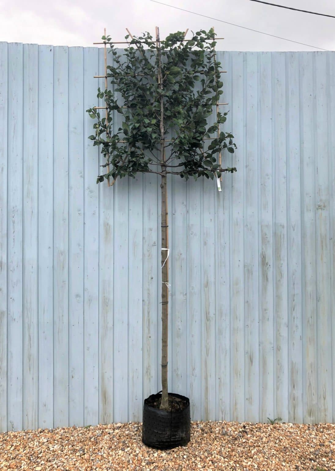 Pleached Hornbeam Trees for Sale Hopes Grove Nurseries