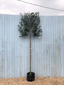 Hornbeam Fresh Pleached Potted Pleached Trees Wide 1440-0in