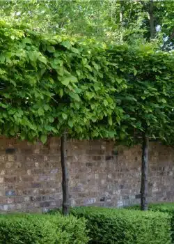 Hornbeam Fresh Pleached Potted Pleached Trees Wide 1800-0in