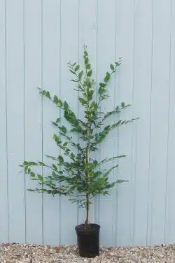 Hornbeam Potted Hedging 100-125cm 42-48in