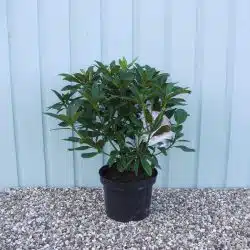 Hybrid Rhododendron Christmas Cheer Potted Rhododendrons 30-40cm 144-0in