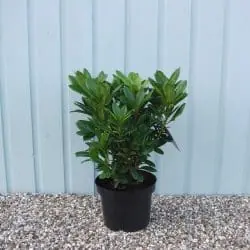 Hybrid Rhododendron Cosmopolitan Potted Rhododendrons 30-40cm 144-0in