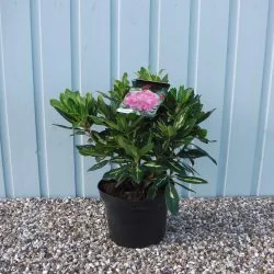 Hybrid Rhododendron Goldflimmer Potted Rhododendrons 30-40cm 144-0in