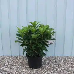 Hybrid Rhododendron Gomer Waterer Agm Potted Rhododendrons 30-40cm 144-0in