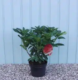 Hybrid Rhododendron Markeetas Prize Agm Potted Rhododendrons 30-40cm 144-0in