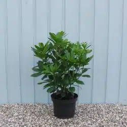 Hybrid Rhododendron Polarnacht Potted Rhododendrons 30-40cm 144-0in
