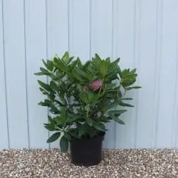 Hybrid Rhododendron Ponticum Roseum Elegans Potted Rhododendrons 30-40cm 144-0in