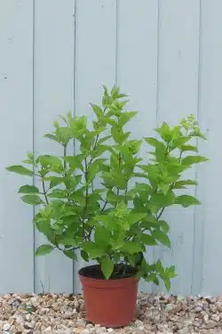 Hydrangea Paniculata Grandiflora Potted Hedging 30-50cm 144-0in