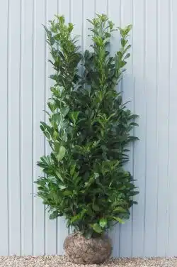Laurel Common Rootball Hedging 200-250cm 78-102in