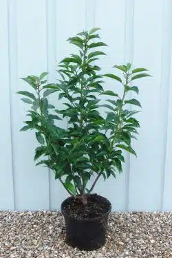 Laurel Portugal Potted Hedging 40-60cm 18-24in
