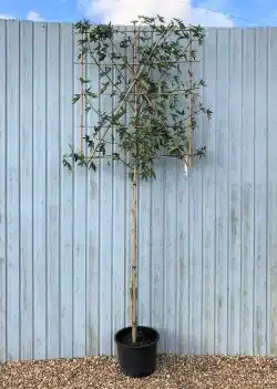 Liquidambar Styraciflua Fresh Pleached Potted Pleached Trees Wide 1440-0in