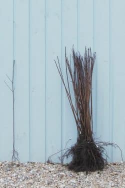 Maple Field Bare Root Hedging 60-90cm 24-36in