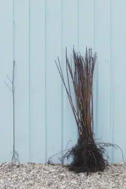 Maple Field Bare Root Hedging 60-90cm 24-36in