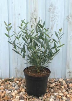 Phillyrea Angustifolia Potted Hedging 30-50cm 144-0in